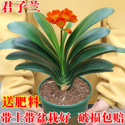 君子兰盆栽四季老苗花卉植