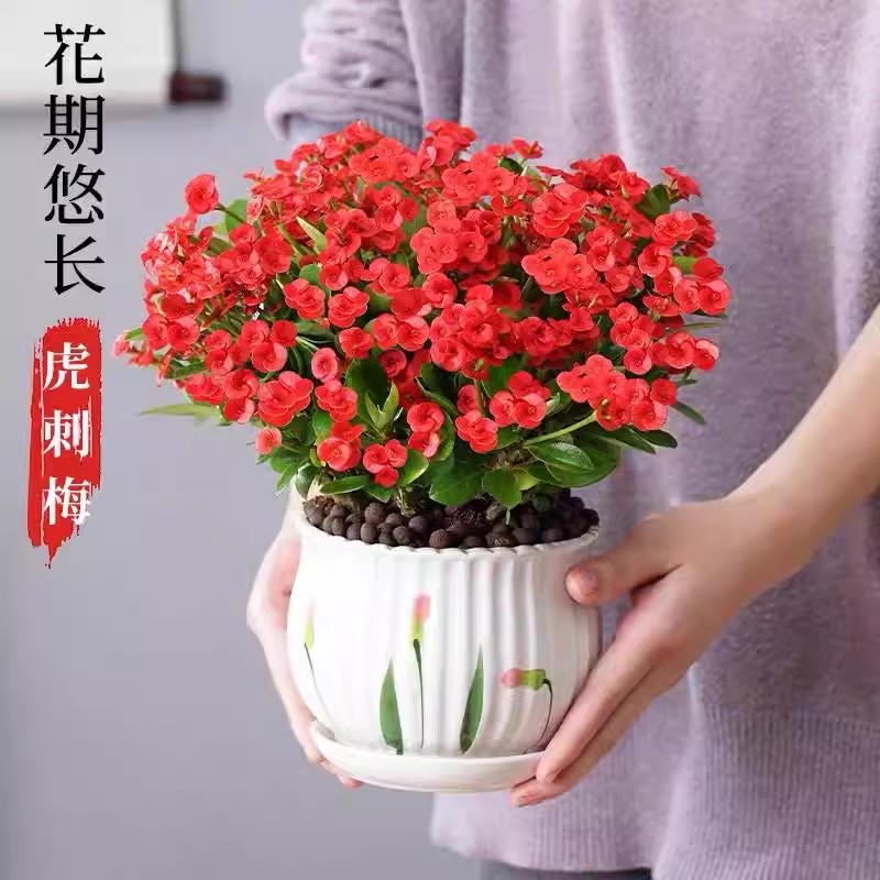 虎刺梅花卉盆栽易活植物室内办公室阳台耐旱铁海棠花四季开花不断