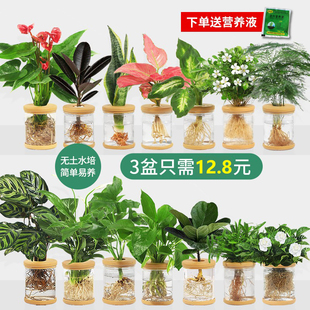 水培植物盆栽绿萝发财树办公室内花卉小绿植四季 好养多肉水培盆栽