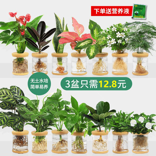 纯水培植物盆栽桌摆办公室小绿植