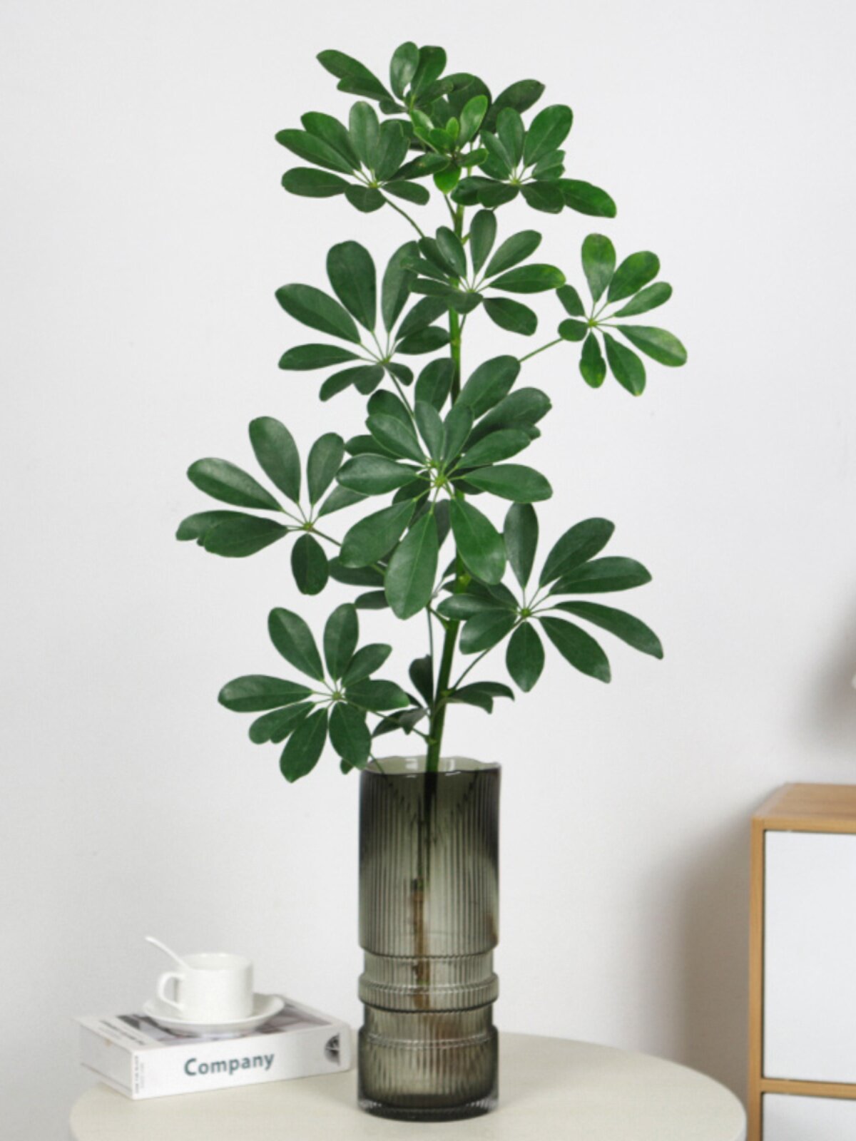 水培植物鸭脚木鸭掌木水养室内办公桌绿植花卉盆栽招财树八方来财