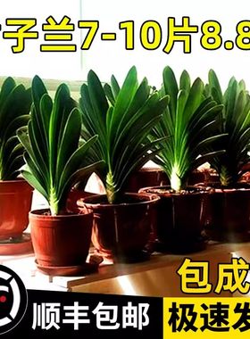 四季君子兰盆栽带花苞小苗卉植物