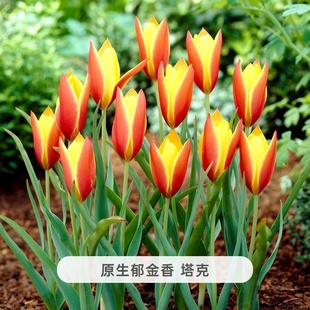 10颗进口原生郁金香种球可复花易繁殖多年生耐寒新手好养盆栽地栽