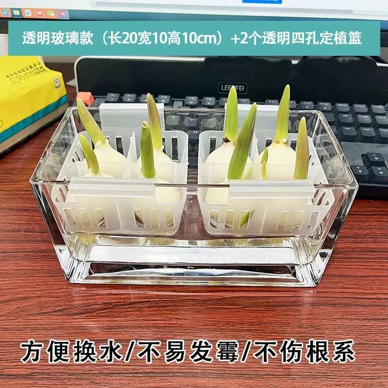 10颗进口郁金香种球水培花卉植物