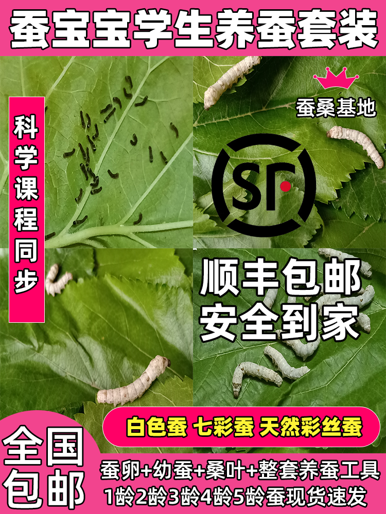 蚕宝宝活物幼蚕活体学生养蚕套装七彩蚕春蚕蚕卵1龄234龄新鲜桑叶