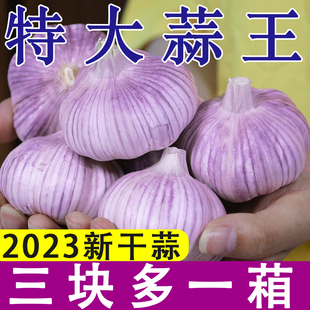 节促销 季 疯抢金乡干蒜5斤3斤农家自种多瓣蒜蒜香浓郁新鲜整箱