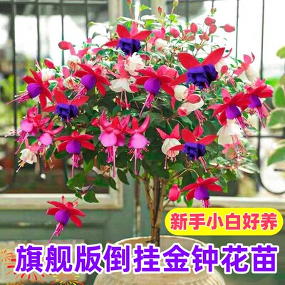 庭院买一送一倒挂金钟棒棒糖灯笼花苗阳台客厅室内四季盆栽重瓣
