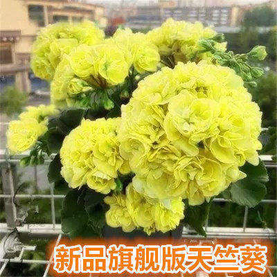 新品开花不断兰梦蝶天竺葵盆栽花苗大花绣球室内阳台好养的花卉图片