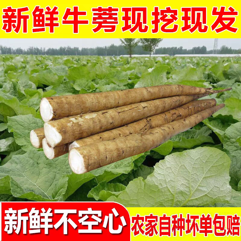 徐州丰县现挖特级牛蒡根