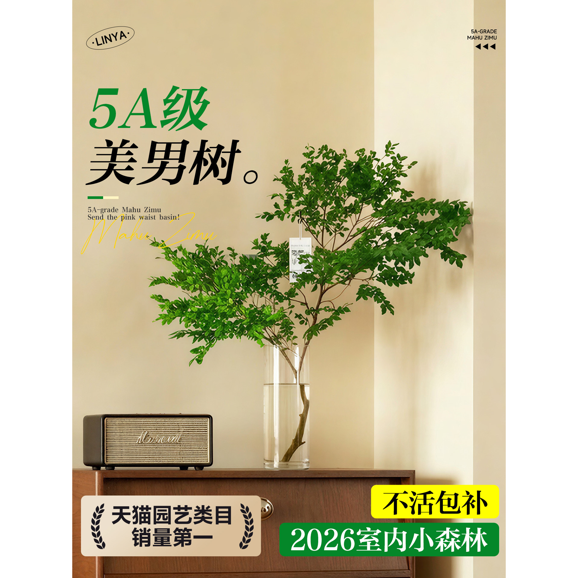 美男树水培植物鲜切枝室内好养四季无土纯水培绿植水养马醉木吊钟