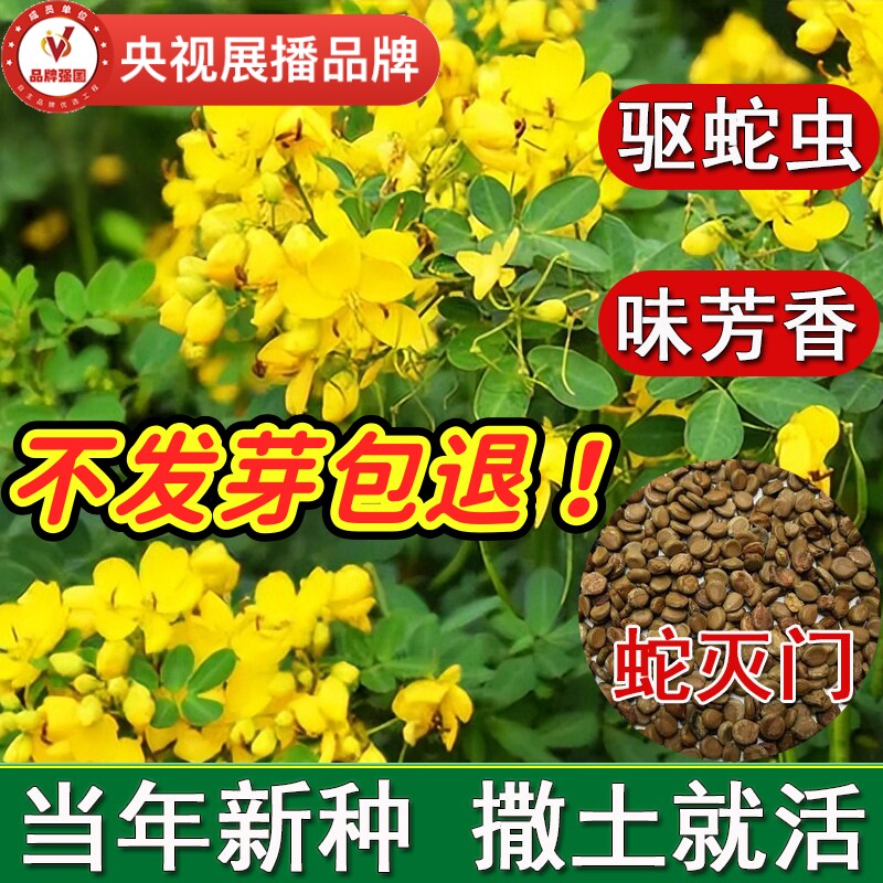 驱蛇植物室外蛇灭门种子孑望江南野决明籽驱蛇虫草花种籽盆栽花卉