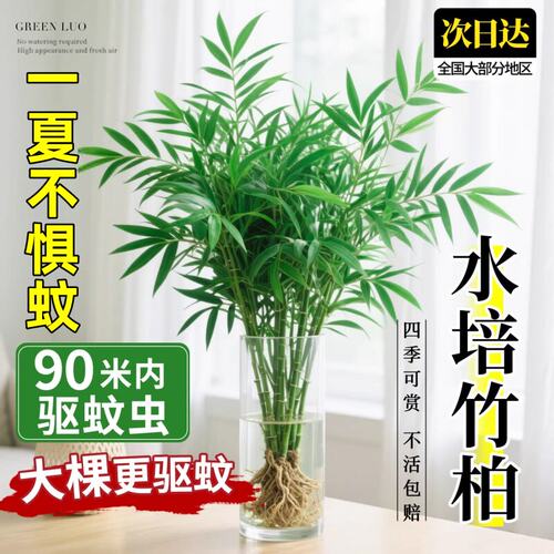 水培竹柏驱蚊植物绿植室内盆栽水养竹子大颗老桩办公桌面四季好养