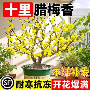 腊梅花树苗盆栽丛生地载庭院风景树老桩原生观赏素心蜡梅耐寒红梅