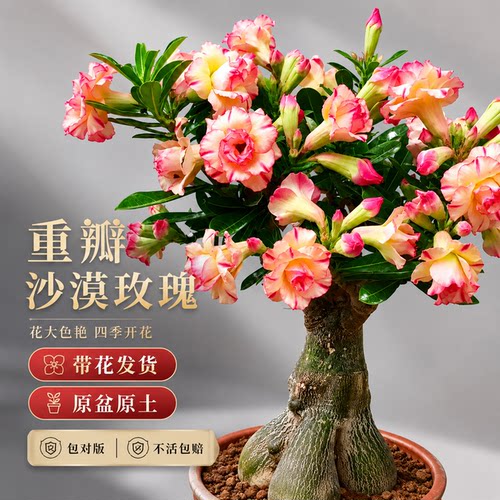 玫瑰花树苗老桩沙漠玫瑰开花盆栽