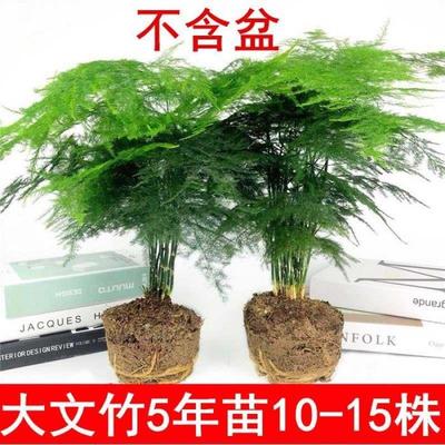 文松耐寒植物文竹苗不带盆常年盆栽客厅开花北方花卉植物大型耐寒