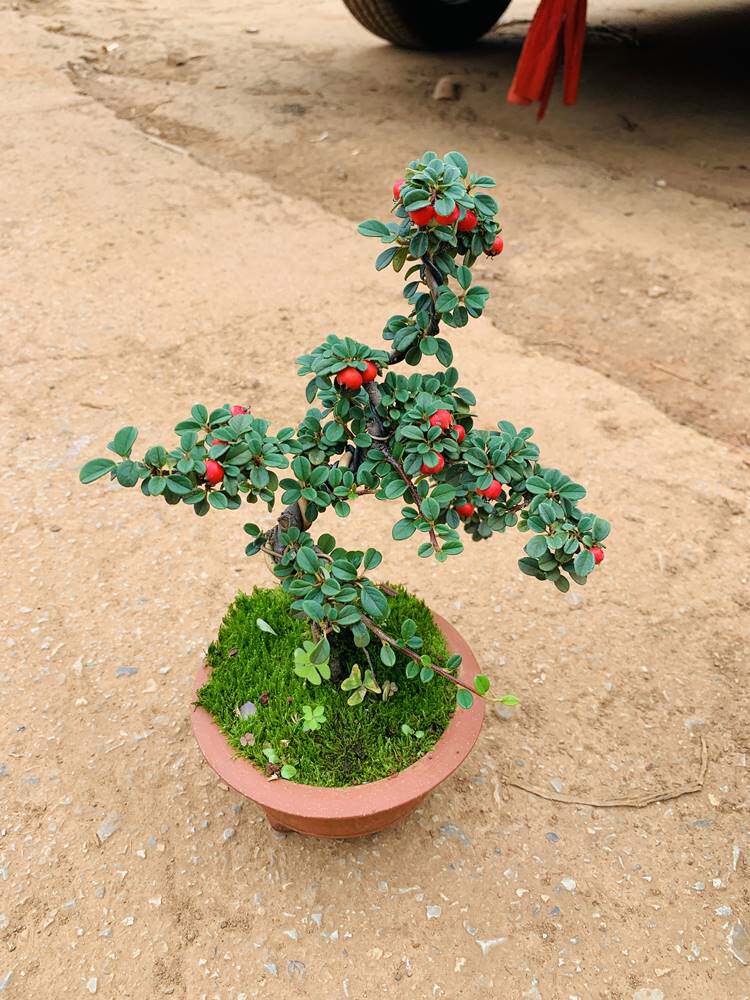 荀子大果白花老桩云南盆景米叶珍珠结红果包邮开花植物小叶不落叶