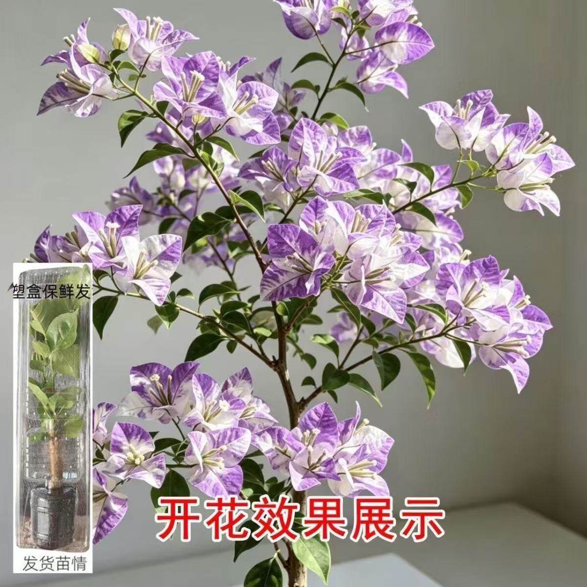 三角梅盆栽阳台造型盆景四季绿植重瓣庭院云梦紫精品花树懒人植物