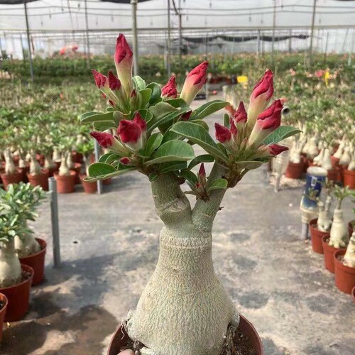 重瓣沙漠玫瑰老桩盆栽四季开花植物室内外好养耐旱懒人绿植花卉