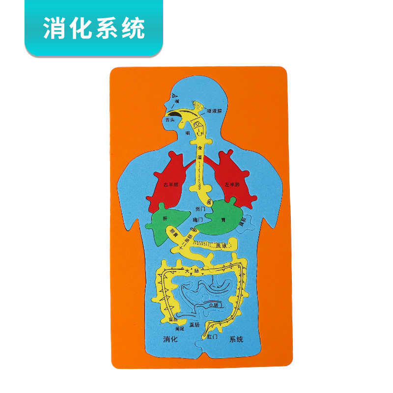 消化系统模型大号人体器官儿童