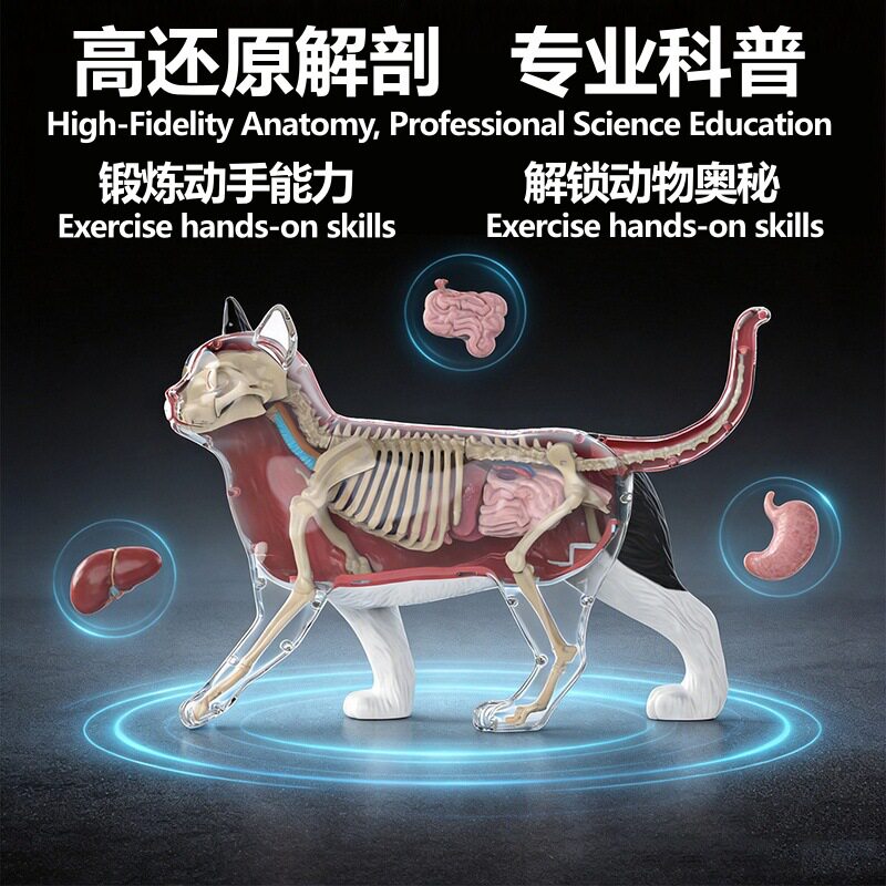 动物解剖模型可拆卸内脏器官医学