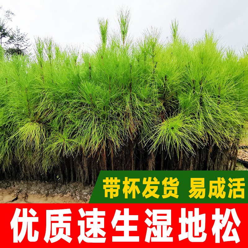 优质速生湿地松苗松树苗马尾松苗油松苗高油脂松苗丛树苗工程树苗