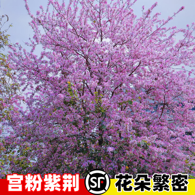 宫粉紫荆花树苗盆栽广东树苗羊蹄甲树苗别墅四季常绿风景树苗
