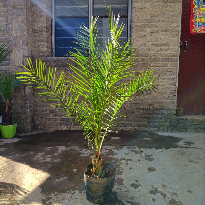 加拿利海枣树苗庭院苗木常绿乔木棕榈易活花苗室外别墅行道风景树