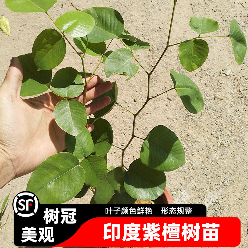 印度小叶紫檀树苗正宗珍贵红木树