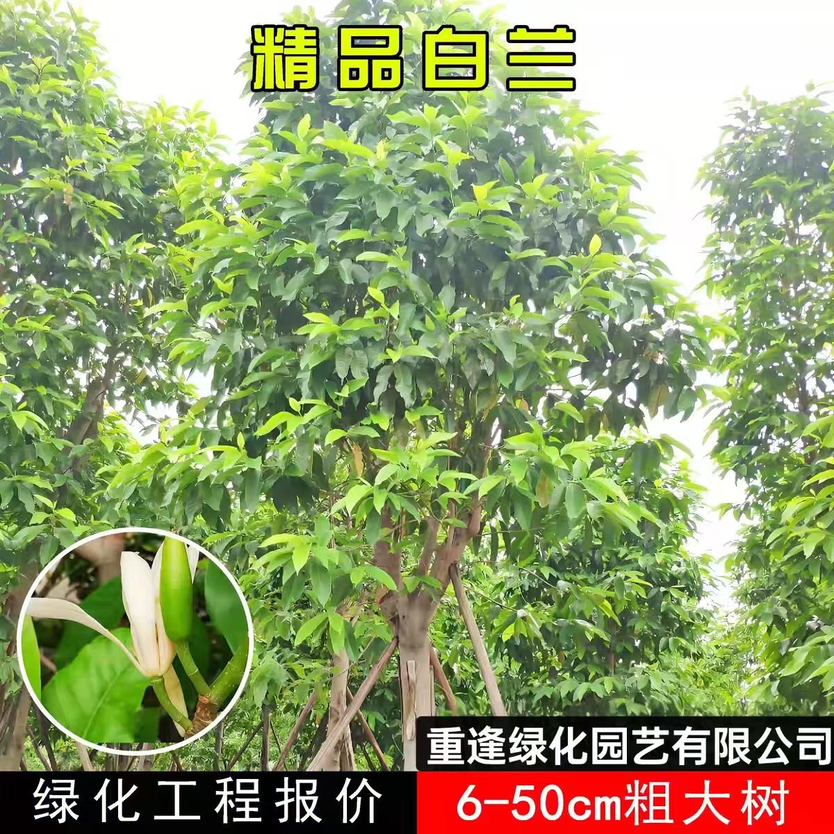 白兰花树大树庭院绿化风景树苗黄桷兰门前树白玉兰花盆栽四季开花图片
