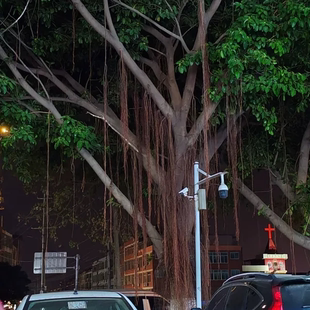 正宗高山榕树苗大叶榕树苗四季长青树庭院盆栽绿化抗污染大遮阳树