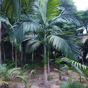假槟榔树苗棕榈科植物大王椰子苗绿植观赏性植物绿化风景树