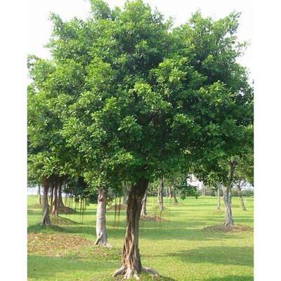 正宗小叶榕苗 细叶榕四季可种生命力强长根须 庭院别墅绿化树苗木