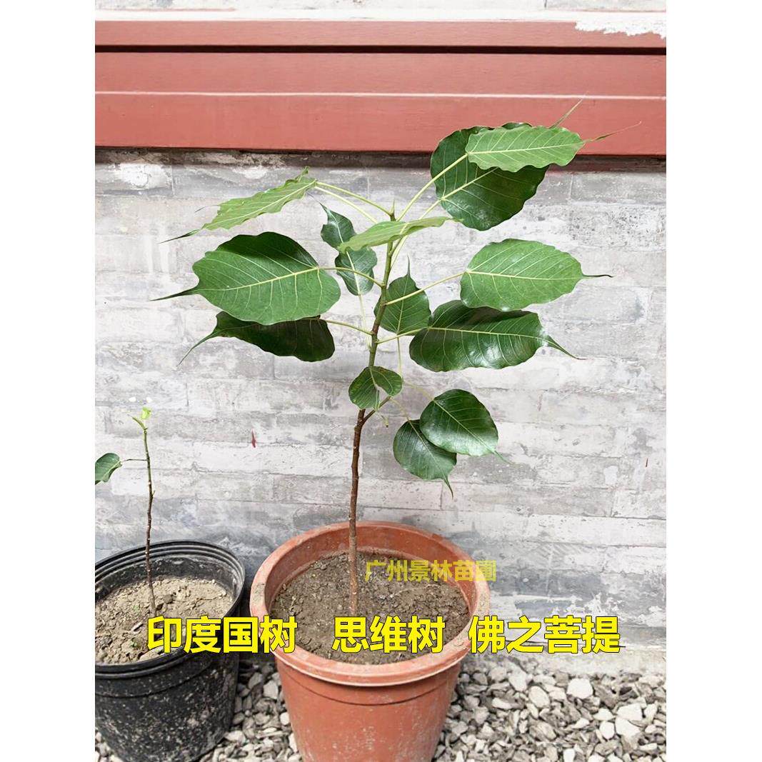 正宗菩提树苗菩提子榕树印度金刚星月大树名贵苗木庭院盆栽盆景