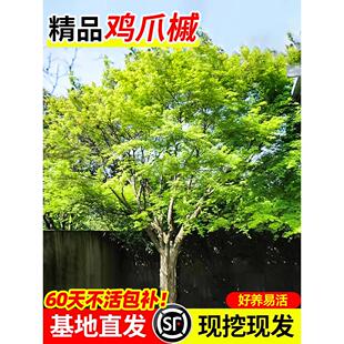 小叶鸡爪槭树苗四季常青好养园林庭院观赏风景树盆栽绿化苗木大树