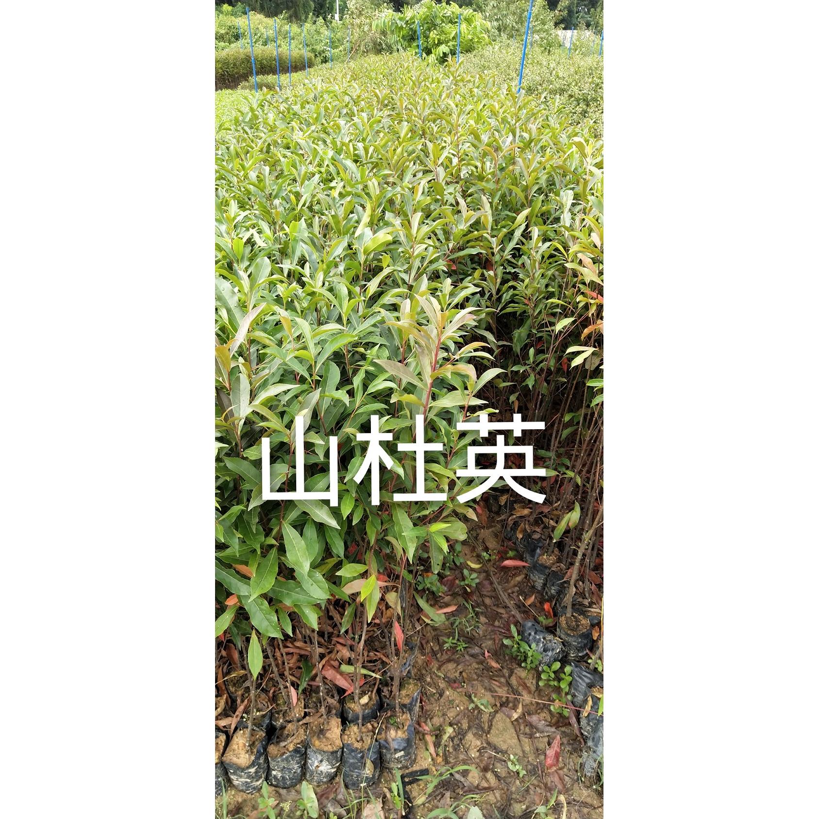 山杜英 胆八树树苗 绿化常绿树木 杜英杜莺木苗直销基地