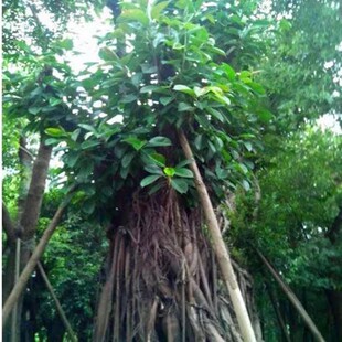 正宗高山榕树苗大叶榕树苗大青树榕富贵庭院绿化常绿吸水石植物