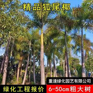 狐尾椰子树苗盆栽绿植棕榈苗耐旱耐寒植物室外盆景常青庭院绿化树