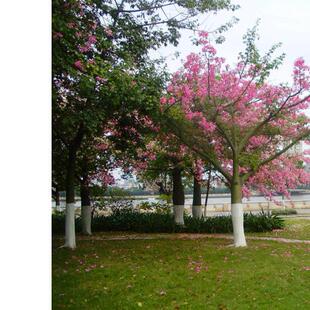 美丽异木棉树苗 美人树苗 大腹木棉苗 酒瓶树苗 庭院小区地栽种植