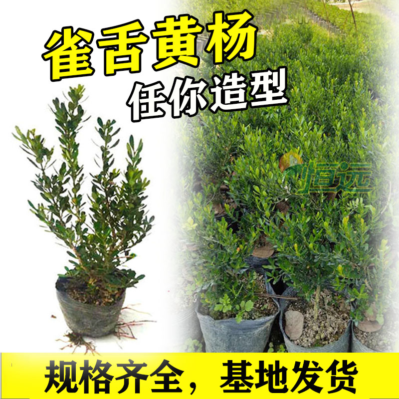 雀舌黄杨树苗名贵盆景摆件皱皮小叶黄杨造型树大型耐寒盆栽绿植物