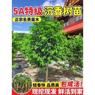 奇楠沉香树苗盆栽小叶紫檀桂花正宗金丝楠木庭院十大名贵树苗大全