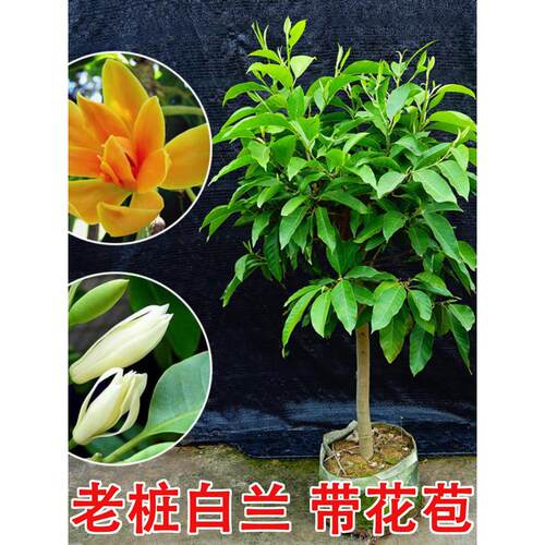 白兰花盆栽带花苞玉兰花树苗黄兰四季好养浓香型花卉庭院老桩植物