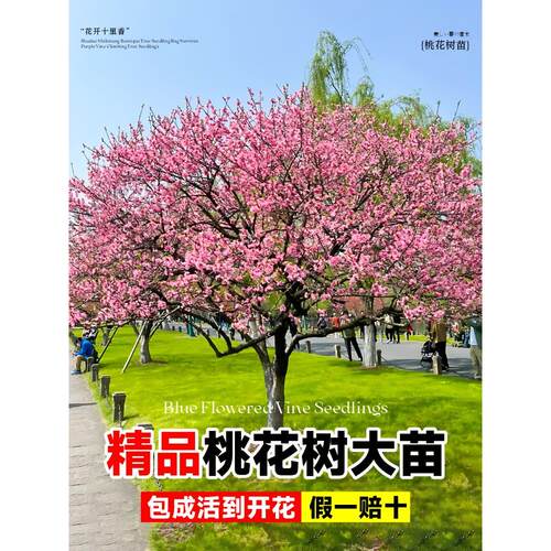 庭院观赏桃花红叶碧桃树苗紫叶碧桃苗工程绿化苗紫叶桃别墅风景树