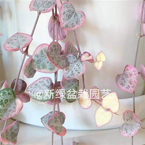爱之蔓锦多肉植物粉色爱心藤蔓爬藤垂吊悬挂绿植花卉盆栽含盆土发