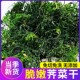 新货荠菜干农家特产干货脱水蔬菜包饺子食材野生荠菜整颗500g商用
