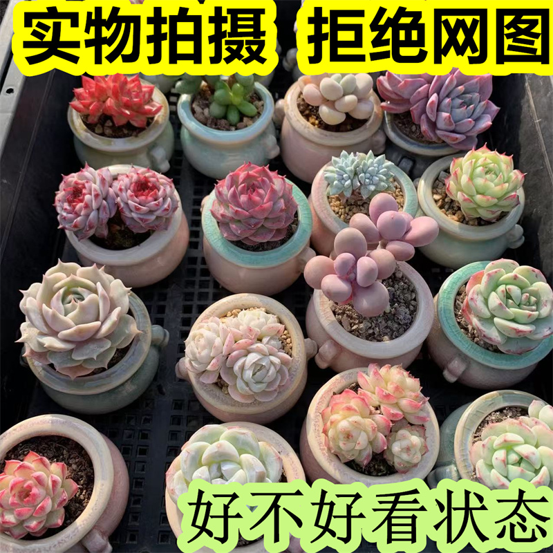 小多肉植物精控贵货高端好养迷你室内带拇指盆稀有品种办公室绿植
