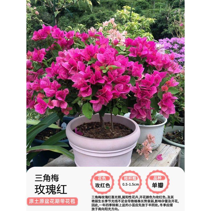 三角梅盆栽四季开花绿漳红樱爬藤植物花卉树苗老桩耐寒室内好养活,鲜花速递/花卉仿真/绿植园艺,绣球/木绣球/木本植物,淘宝优惠券,粉丝福利购,淘宝优惠卷