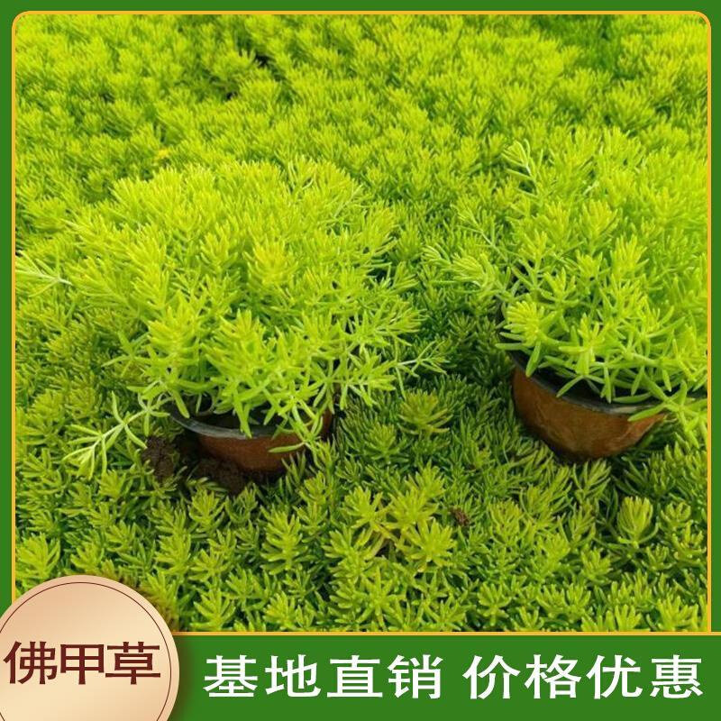 定制佛甲草屋顶绿化庭院草坪耐寒耐热金叶中华景天佛甲草苗四季常