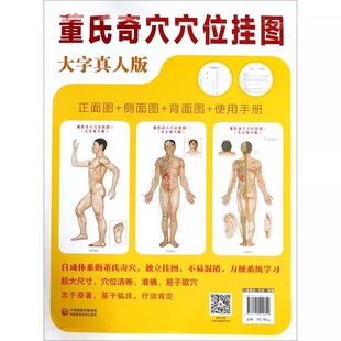 易于取穴 穴位挂图 大字真人版 杨朝义 社 中国医药科技出版 准确 穴位清晰 超大尺寸 董氏奇穴穴位挂图 正版