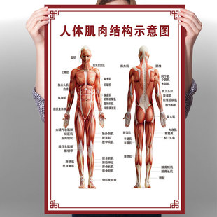 人体肌肉结构挂图骨骼解剖海报器官内脏结构图分布构造穴位图3277