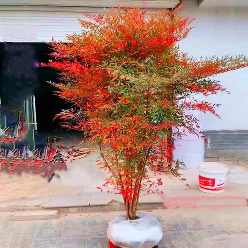 南天竹盆栽树苗火焰室内老